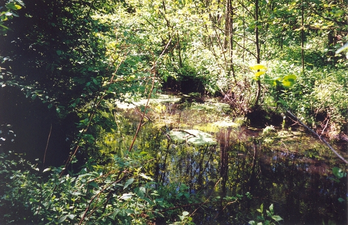 View towards W from the confluence