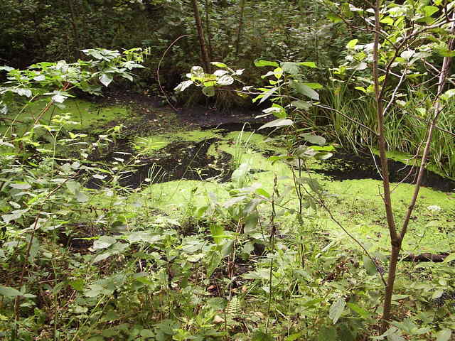 Rzeczka około 8 metrów od punktu - stream about 8 meters from point