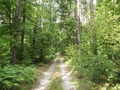 #8: A z wygodnej drogi szybko trzeba skręcić w las... / from comfortable road turn into forest