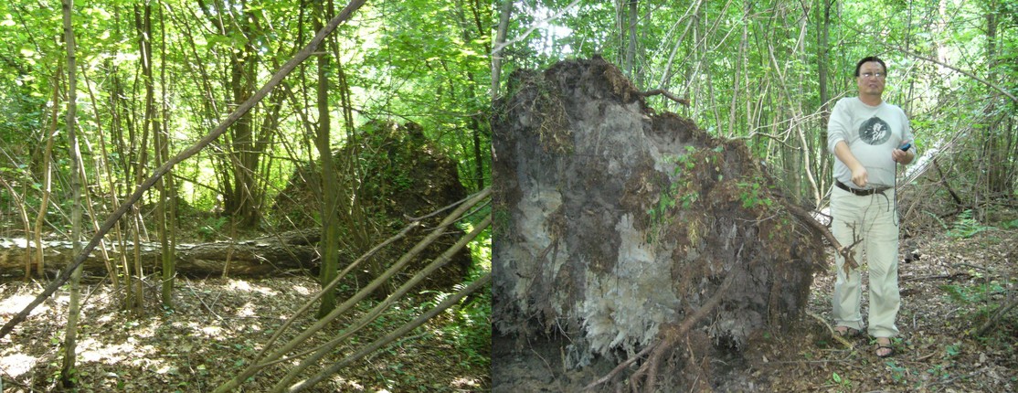 Overturn birch and visitor Murun - Zdobywca Murun przy wywróconej brzozie