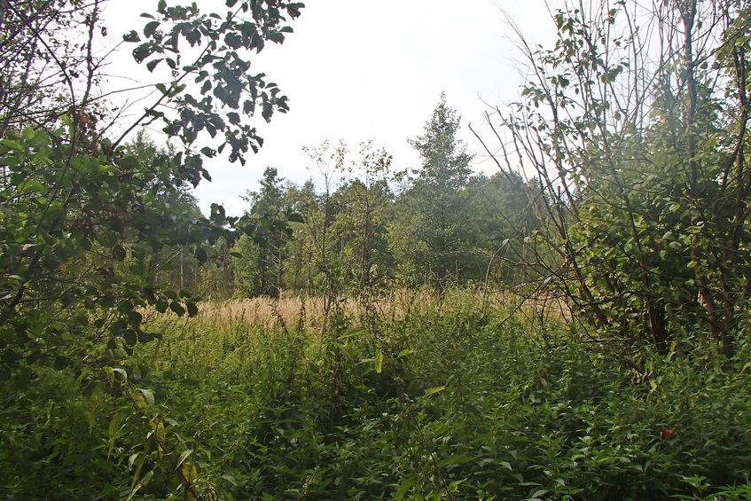 The confluence spot is somewhere among those trees / Точка пересечения где-то среди тех деревьев
