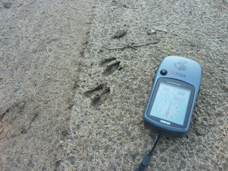 Wild pig foot prints