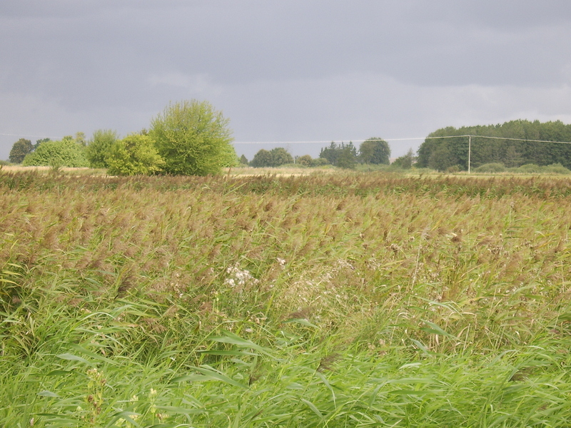 High reeds, sedges - Wysokie trzciny, turzyce