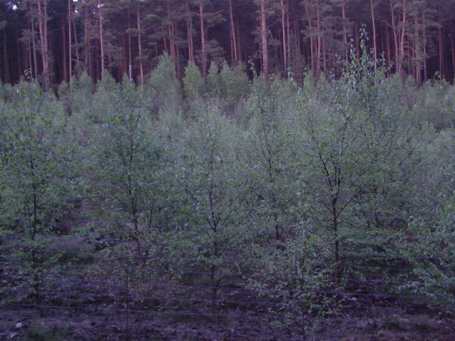 Young forest with confluence point