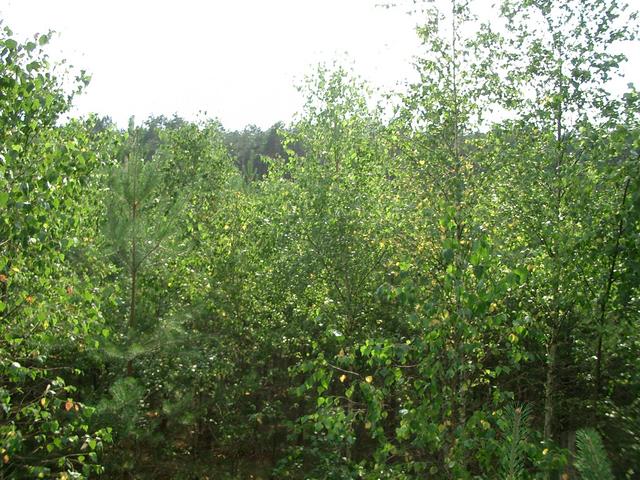 View South West - The Confluence Point in the tree nursery