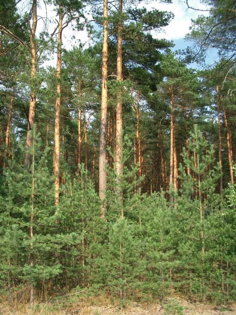 View North East - Pinewood Forest