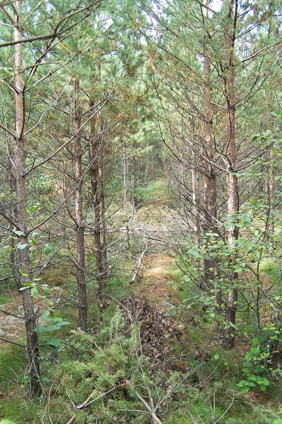 General view of the confluence (towards N)