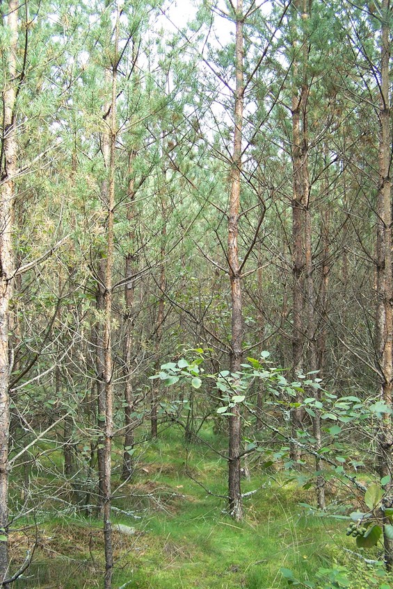 View towards E from the confluence