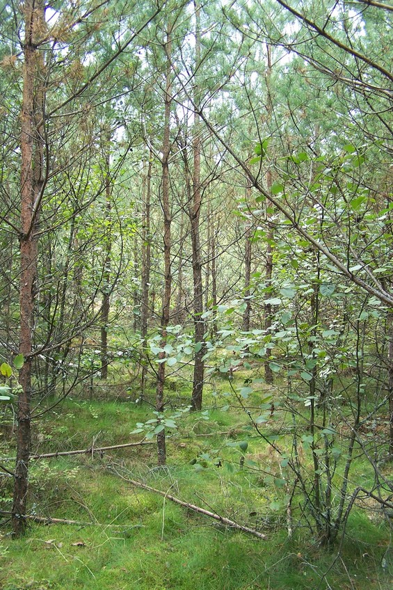 View towards W from the confluence