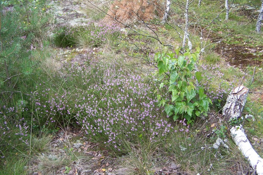 Anticipating autumn - heather in bloom 