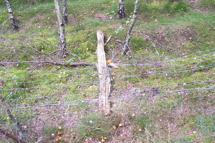 Fallen fence 