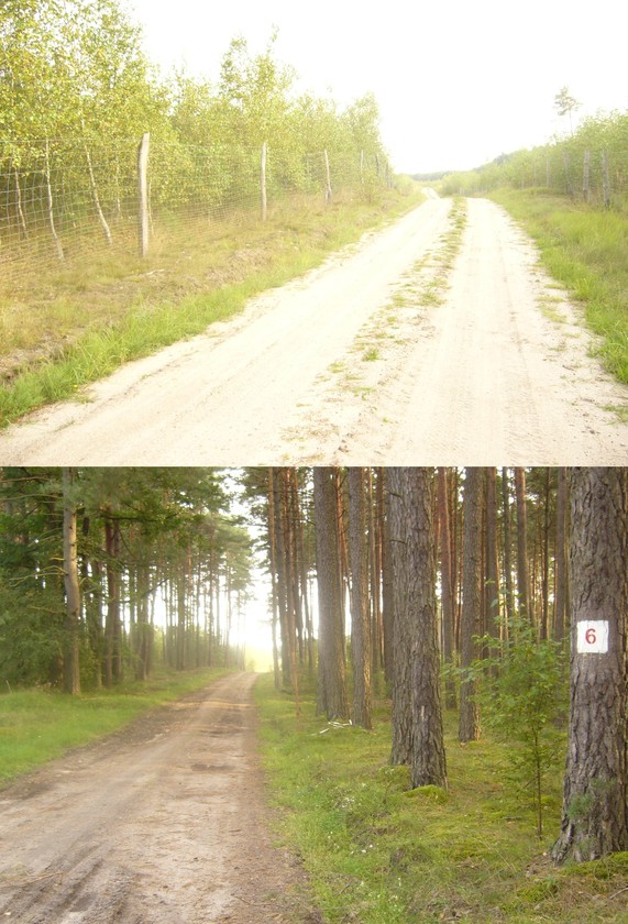 Forest road No.6