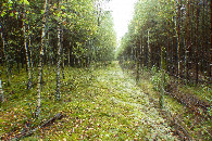 #8: Przecinka i płot wzdłuż niej łatwo doprowadzają niemal do samego punktu / The clearing and the fence. It's easily lead almost to the CP along it 