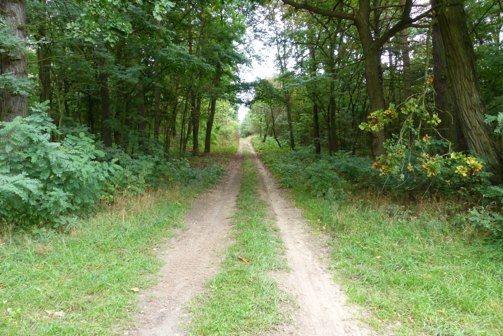 Droga leśna doprowadzająca w pobliże punktu / A forest road leading to the point