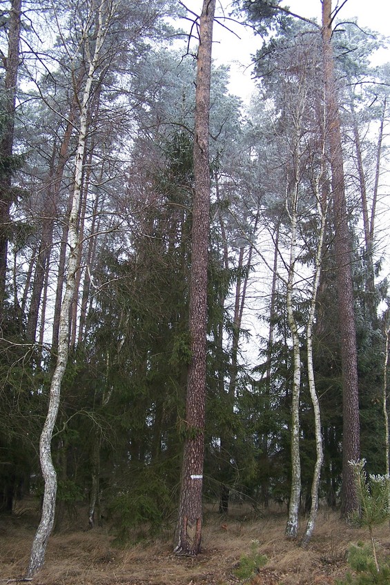 View towards W from the confluence