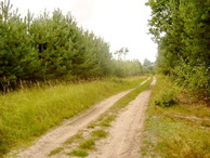 #9: Forest road - Leśna droga