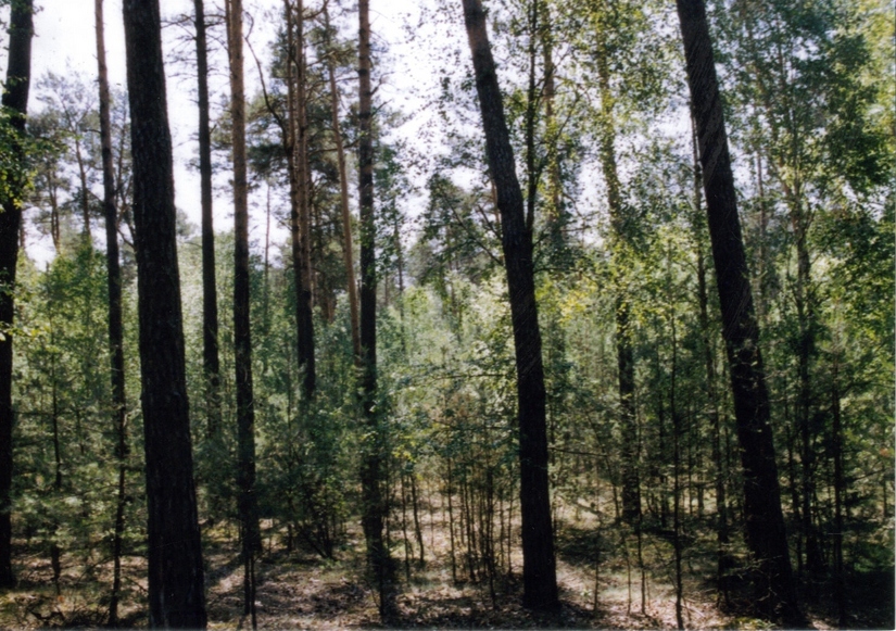 General view towards South - Widok ogólny w kierunku Pd