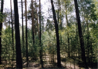 #1: General view towards South - Widok ogólny w kierunku Pd