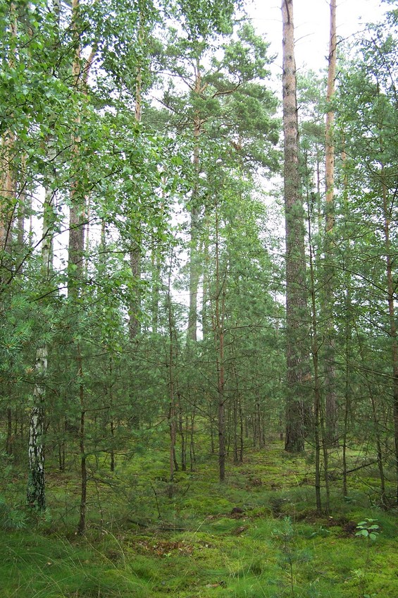 View towards E from the confluence