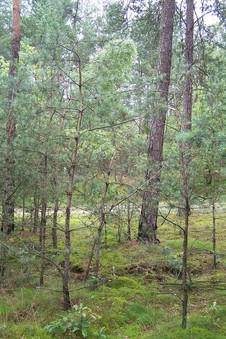 #1: General view of the confluence (towards N)