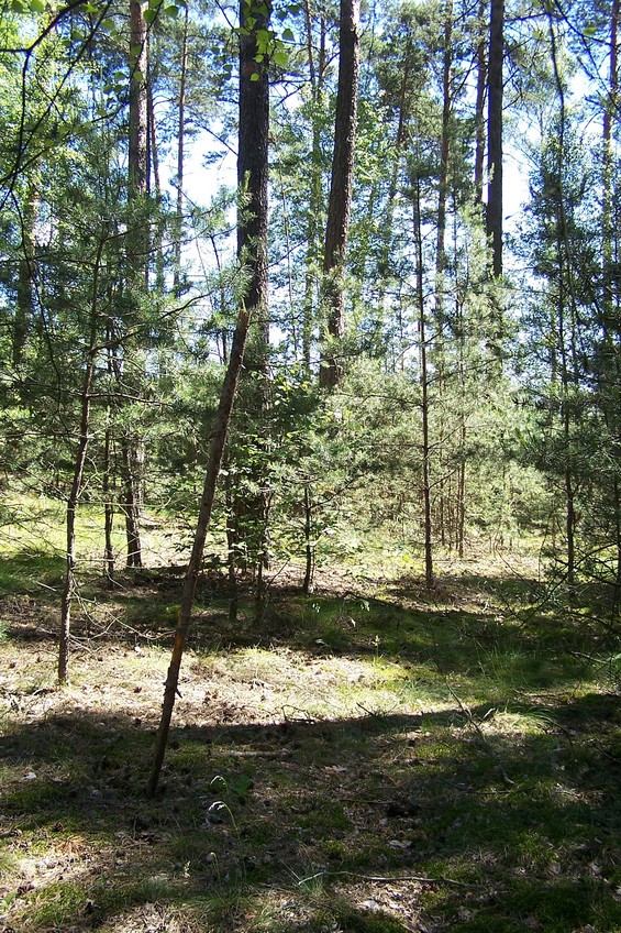 View towards E from the confluence