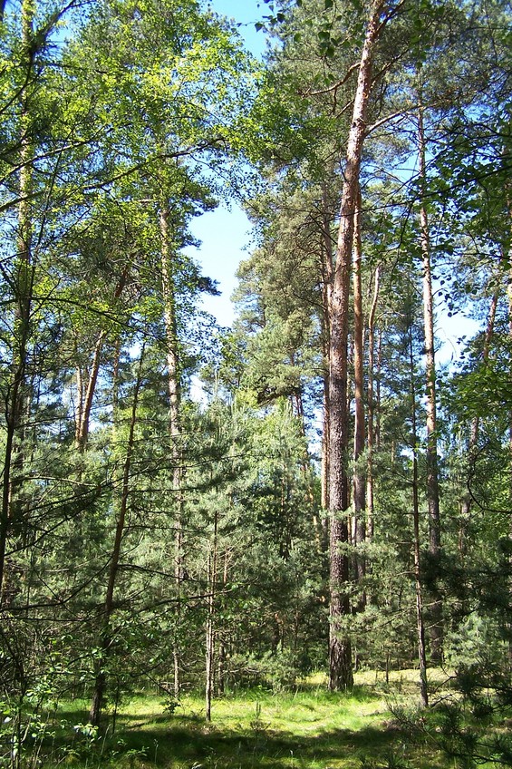 View towards W from the confluence