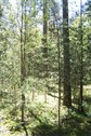 #3: View towards S from the confluence