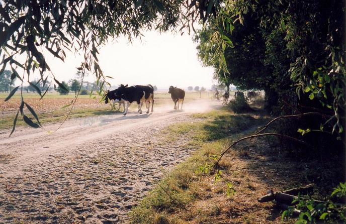 Herd of cows on the road