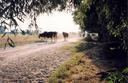 #8: Herd of cows on the road