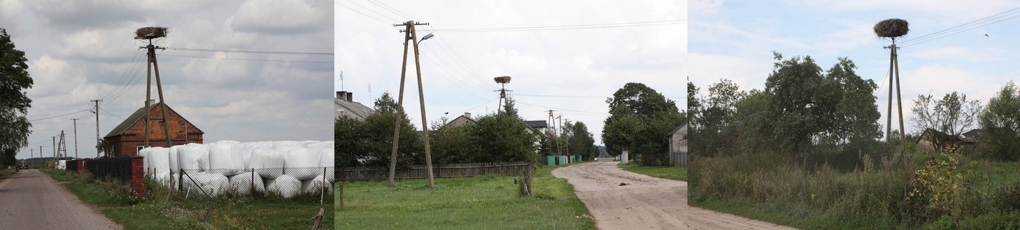 Storks nests - Gniazda bocianów 