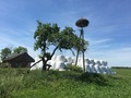 #9: Nearby stork nest