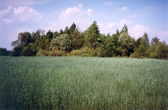 #1: General view of the confluence (towards N)