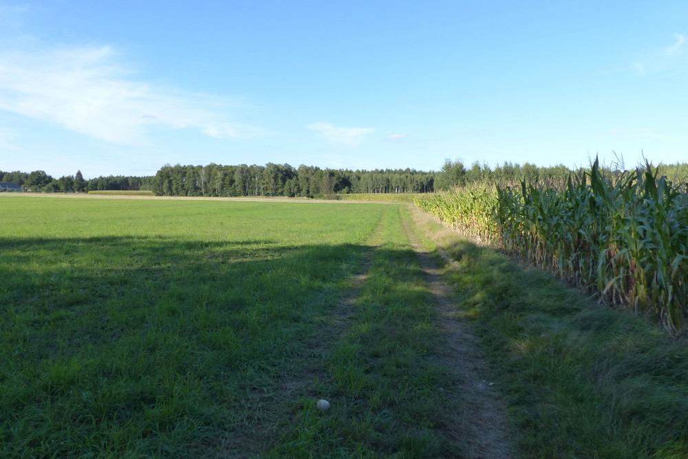 Polna dróżka skrajem pola / A dirt path at the edge of a field