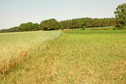 #6: Edge of the field