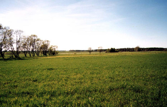 uncultivated field