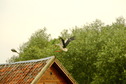 #6: Landing Stork