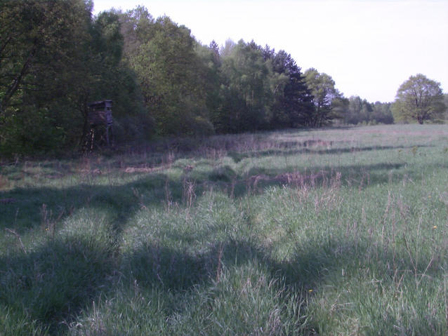Grass is high at the confluence - Wysokie trawy na przecieciu