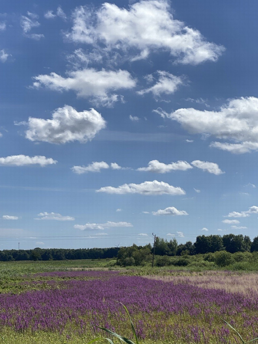 Landscape on the way back