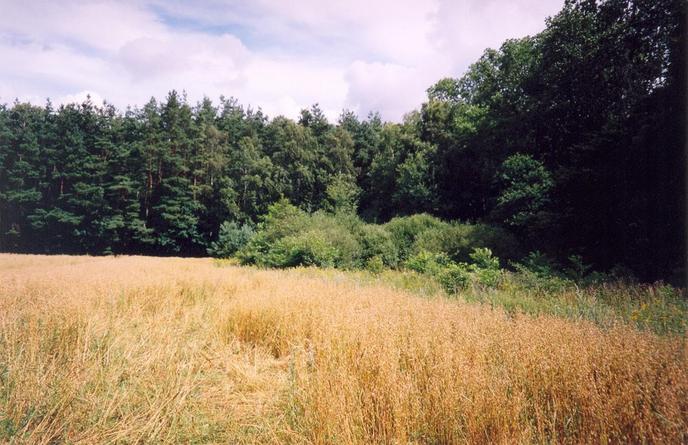 View towards N from the confluence