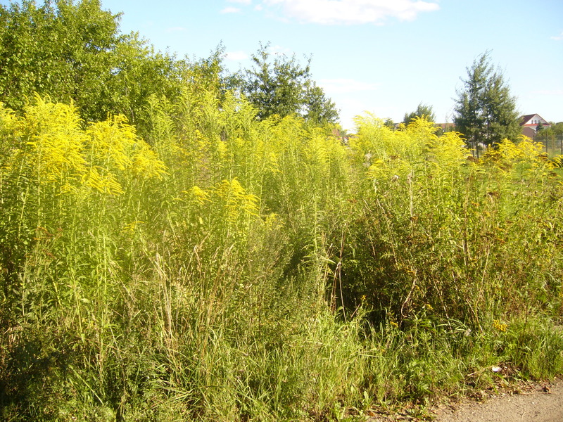 High vegetation - Wysoka roślinność