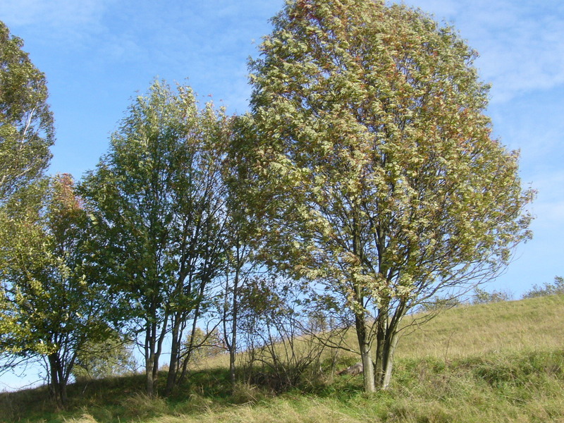 South view - Południe