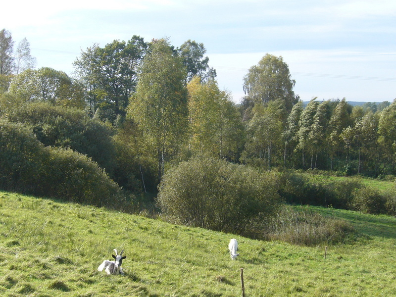 West view - Zachód 