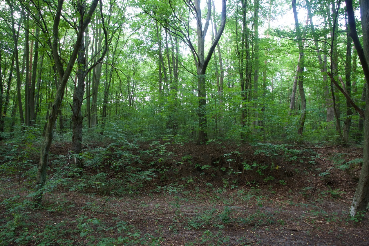 View North (towards a nearby rural road)