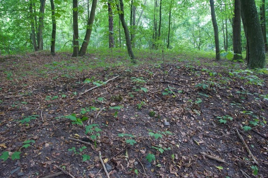 #1: The confluence point lies partway up this North-facing slope.  (This is also a view to the South.)