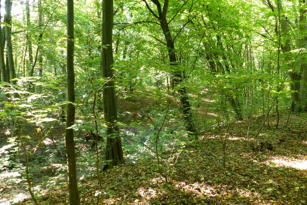 Widok na punkt z około 15 metrów (bezposrednio z drogi) / Confluence veiw in 15 m