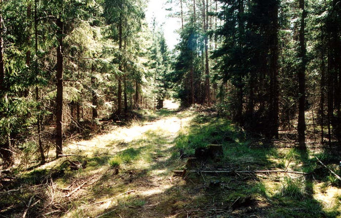 forest track