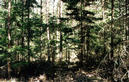 #4: thicket