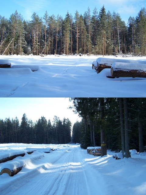 Glade (with my footsteps in snow) and the nearby blue marked tourist path