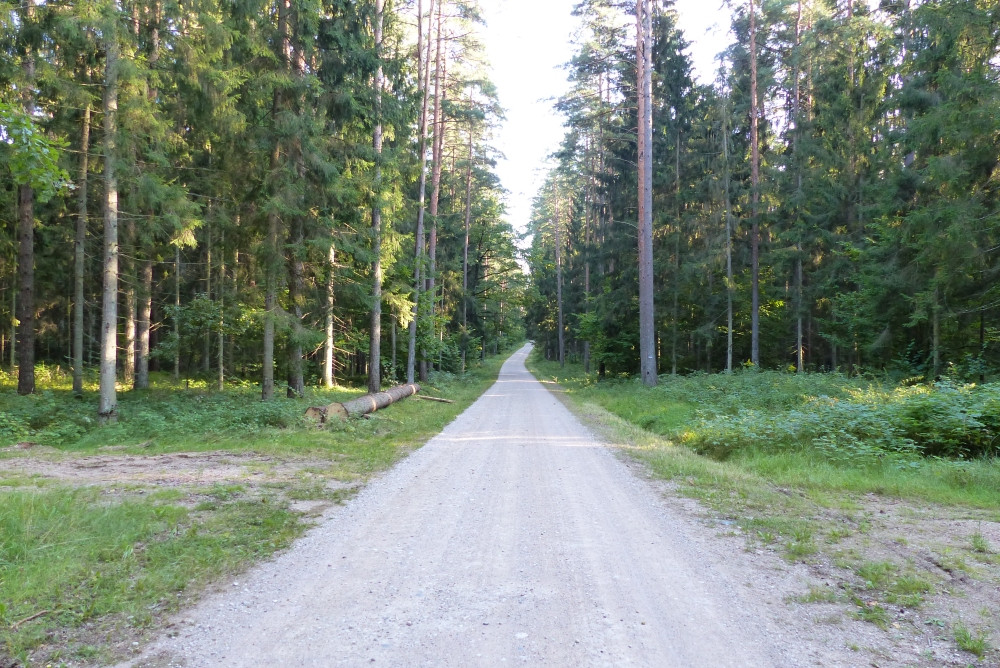 Wygodna droga do punktu, z której po około 1350 metrach należy skręcić w ścieżke leśną / Road to the CP