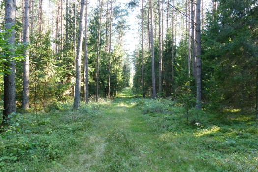 #1: Widok na punkt z odległości około 10 m, punk zlokalizowalismy około 1,5 m od tej drogi / Confluence view in 10 m, 1.5 m from the road